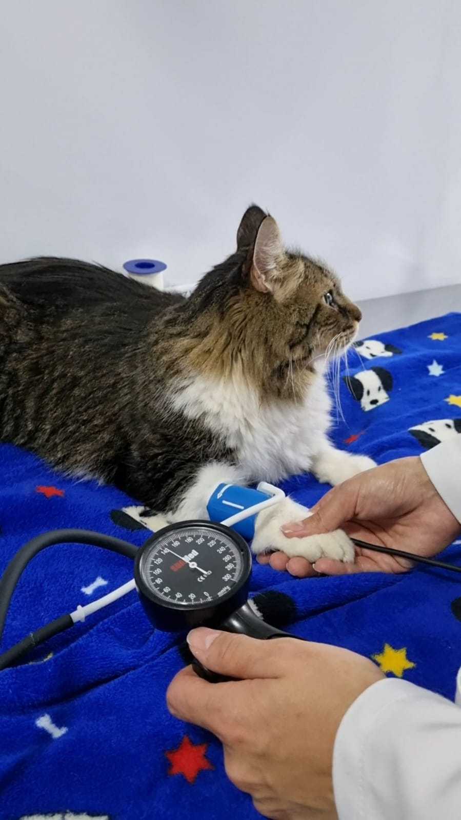 Oftalmologia Veterinária Landing Hero Bottom Image