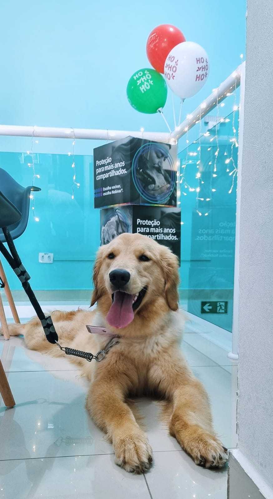 Foto da Galeria